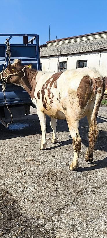 Товары и оборудование для с/х животных: Продаю | Тёлка | Айрширская — 2