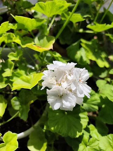 фиалку: Фиалки (сенполии) и герань (пеларгония) в горшках — комнатные цветущие — 6