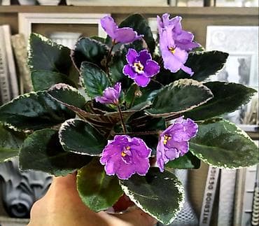 Комнатные растения: 🌱🌺🌱 Продаю сортовые ДЕТКИ,СТАРТЕРЫ стандартных, трейлерныхмини и — 2