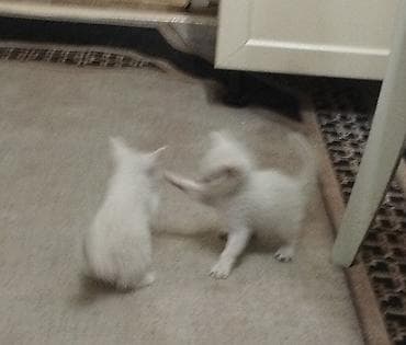 кошки серые: Отдам в добрые руки. Котята возраст месяц и дне недели. Кушают сами — 9