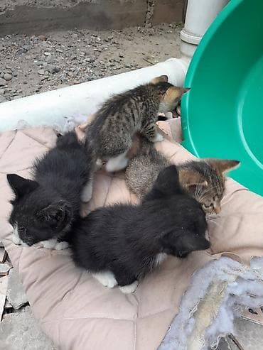 Мышыктар: Котята - Описание: маленькие домашн8ие котята из одного помета. На — 2