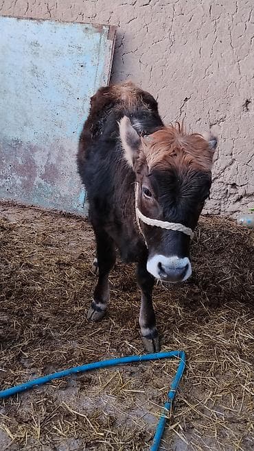 вареная кукуруза: Продаю | Музоо, торпок | Полукровка | На откорм | Привязанные — 3