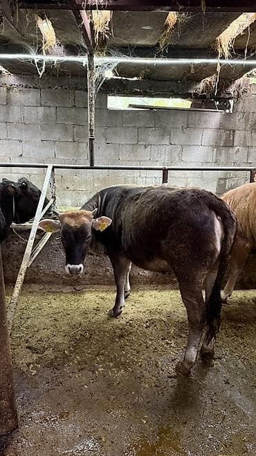 кассавый ящик: Продаю | Тёлка | На откорм | Племенные — 6