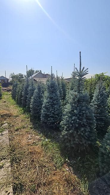 отургучтар бу: Туя западная Смарагд — плотные конические саженцы для живых изгородей — 6