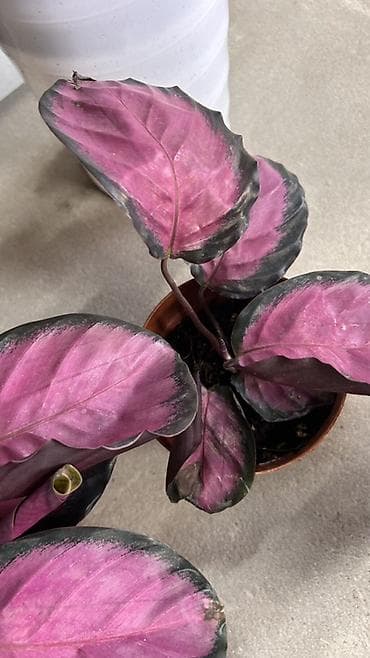 Бөлмө өсүмдүктөрү: Калатея розеопикта (Calathea roseopicta) «Rosy» — — 2