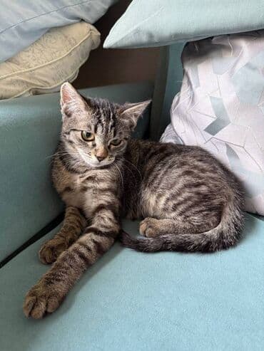 собака доберман сколько стоит: Девочка — 1