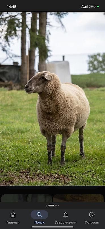 продаю уй: Продаю | Ягненок | Для разведения — 2