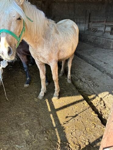 чистокровный английский: Сатам | Бээ (ургаачы) | Аргын | Жумушка | Мерин — 1