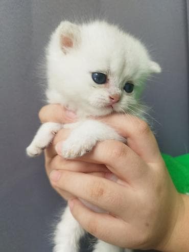 кошка в ош: Открыли бронь на наших шотландских котят 🐾 Малышам уже 1 месяц, растут — 2