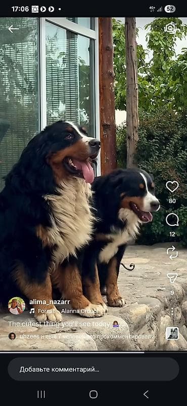 купить щенка сенбернара: Бернский зенненхунд, 6 месяцев, Самец, С прививкой, С родословной — 5