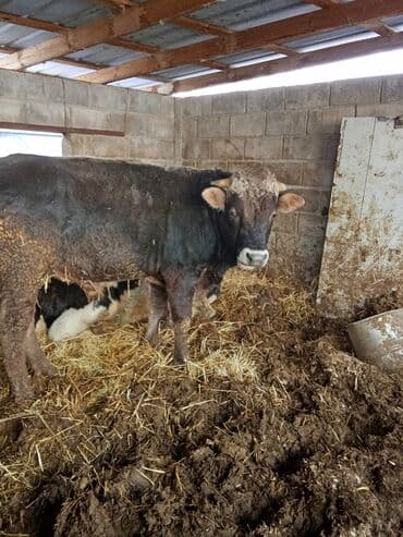 продажа собаки: Продаю | Бык (самец) | Швицкая | На откорм | Племенные — 2