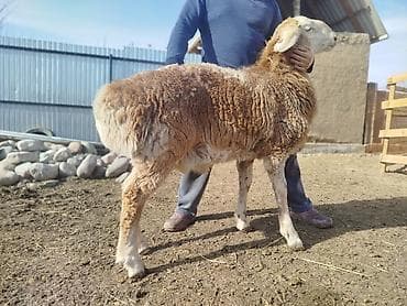 семиз бука: Сатам | Ургаачы кой (ургаачы), Козу, Кочкор (эркек) | Арашан | Көбөйтүү үчүн | Асыл тукумдуу, Бооз, Ургаачы — 5