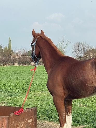 Продаю | Жеребенок | Полукровка | Конный спорт