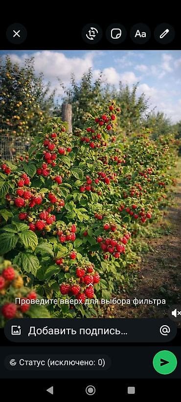 Саженцы малины (Геракл сорт)
продается 15сом. шт с. Беловодское