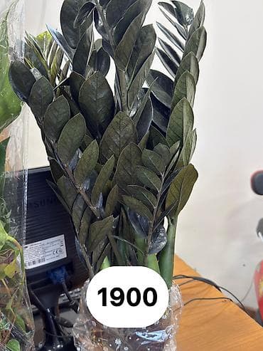 пести: Комнатные цветы - Полив умеренный: верхний слой субстрата должен — 5