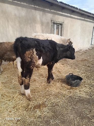 Кемирүүчүлөр: Сатам | Бука (эркек) | Аргын | Бордоп семиртүү үчүн — 10