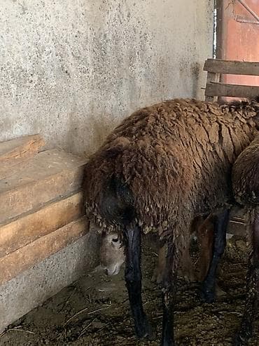 нужен кот: Продаю | Баран (самец), Овца (самка), Ягненок | Для разведения — 5