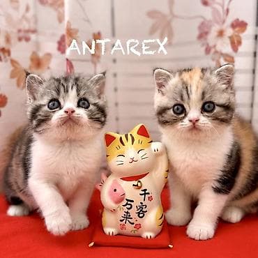 кошка в бишкеке: Настоящие шотландские котята. Родители из России и Казахстана. Есть — 1