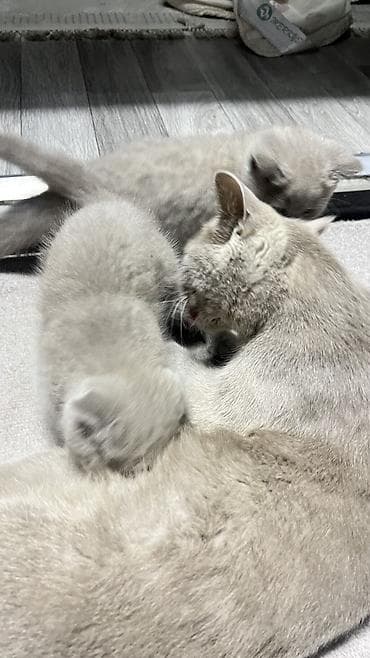 скотиш фолд ош: Скотиш Фолд (Шотландская вислоухая), 2 месяца, Девочка, Серый — 9