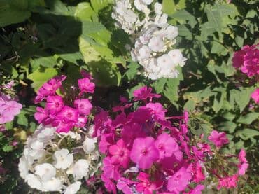 семена адениума купить: Көчөттөр гүлдүн: Флокстор — 2