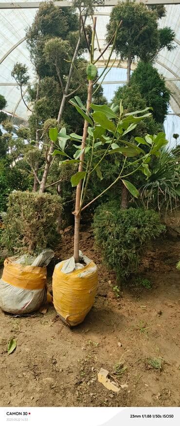 продам рассаду помидор: Саженцы деревьев: Магнолии — 11