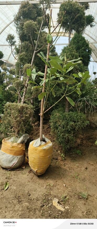 продажа рассады: Көчөттөр гүлдүн — 12