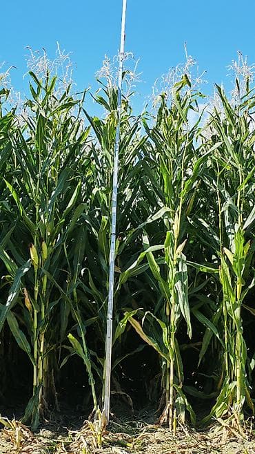 сары булун: В наличии семена кукурузы MUSTANG (ФАО 600) Среднепоздний гибрид — 6