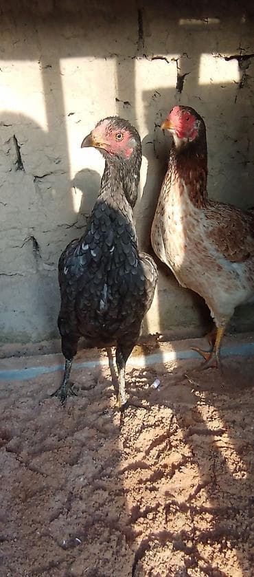 Продаю | Куры | Дакан | Для боев at lalafo.kg Продаю | Куры | Дакан | Для боев