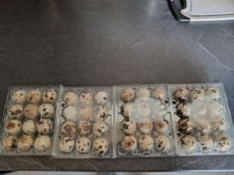 перепелинные яйца: Яйца перепелиные яйца Перепелиные яйца в прозрачных пластиковых — 2