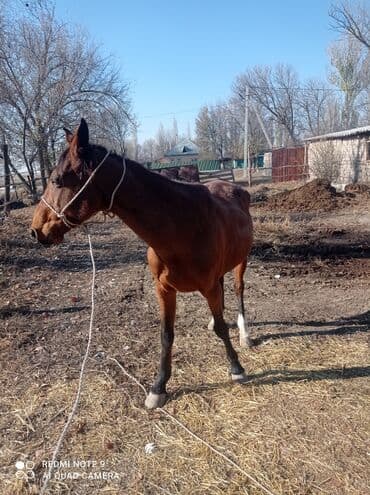 Грызуны: Продаю | Кобыла (самка) | Полукровка | Для разведения — 3
