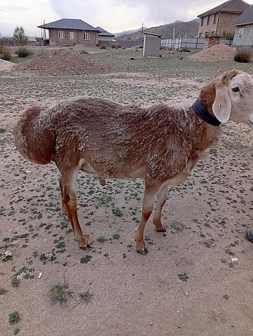 крематорий для животных бишкек: Продаю | Баран (самец) | Арашан | Для разведения — 1