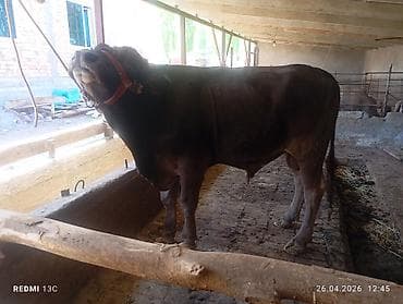 охотничая собака: Продаю | Бык (самец) | Для разведения | Племенные — 9