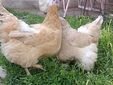 куриный помёт: Продаю | Куры | Домашняя | Для разведения — 2