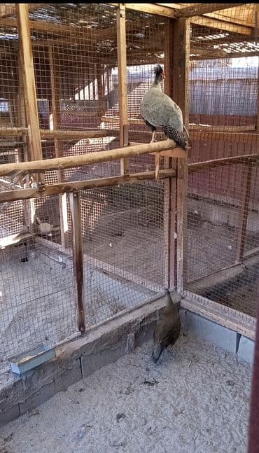 цена цыплят фазанов: Продам молодых и взрослых серебряных фазанов — 6