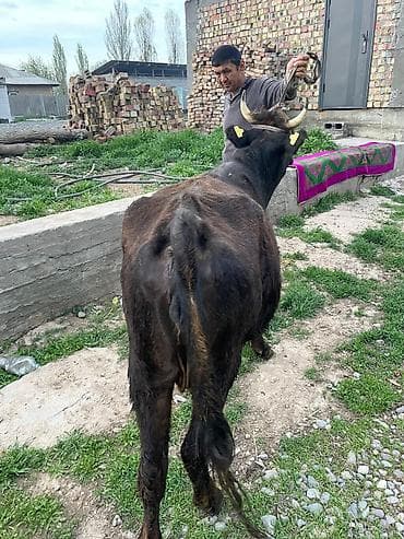 бычки телки: Продаю | Корова (самка) | Для молока | Привязанные — 4