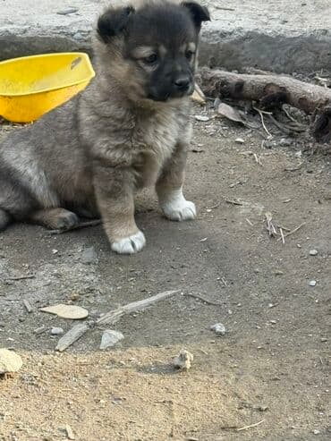 Ит кууту: Щенки метисы, маленькие пушистые комочки с выразительными мордочками и — 3