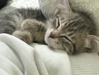 шотландская кошка скоттиш страйт: 5 месяцев, Мальчик, Серый, Приучена к лотку, С прививками — 8