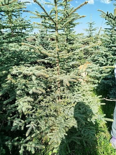 Уруктар жана көчөттөр: Көчөттөр Акылуу жеткирүү — 8