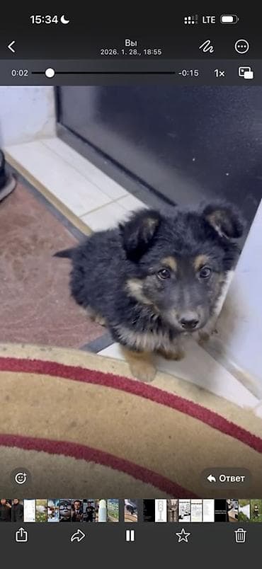 черная овчарка щенок купить: Собака даром: Овчарка, 2 месяца, Самец — 1