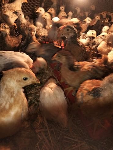 утки лалафан: Продаю цыплят,возраст 1,5 мес,полностью здоровы,привиты по — 3