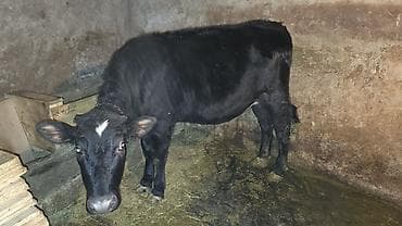 телок: Продаю | Тёлка | Для молока | Отела не было — 1