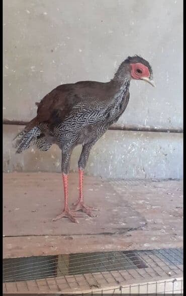 купить ожереловый попугай: Продам серебряных фазанов этого года парами и по отдельности — 3