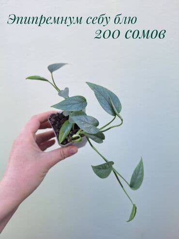 зеленое постельное белье: ● Комнатные растения (укоренённые черенки, молодые растения, взрослые — 32