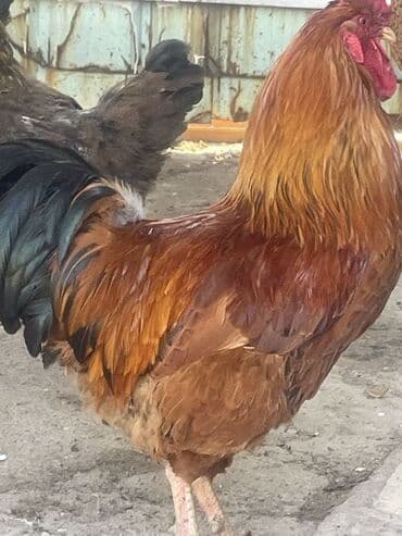 дом для собаки: Продаю | Петух | Для разведения — 3