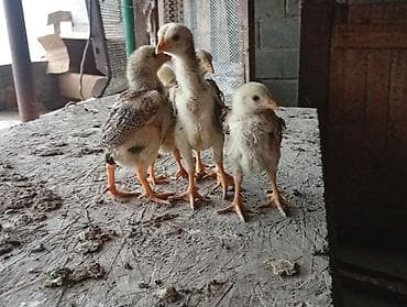 летучие мыши: Продаю | Петух | Бойцовая | Для разведения — 4