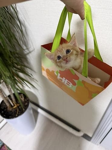 веш мешок: Котик 2 мес мальчик — 2