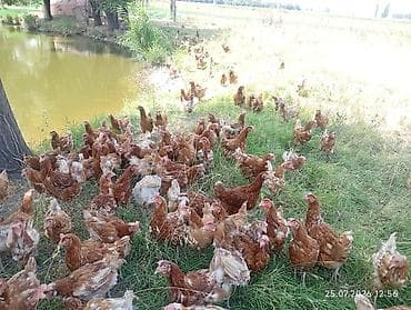 плимутрок куры: Продаю | Куры | Несушки — 6