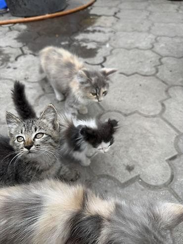 животные кошки: Отдаются в добрые руки милых котята. - Окрас: серо-бежевые — 5