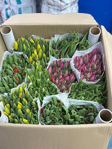 доллар цветы: Тюльпаны оптом — прямые поставки из Голландии - Цена: 70 сом за штуку — 2