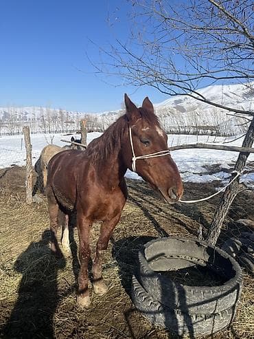 Услуги ветеринара: Продаю | Жеребец | Дончак | Рабочий — 2